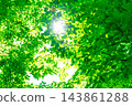 Fresh green and sunbeams 143861288