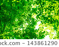 Fresh green and sunbeams 143861290