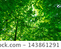 Fresh green and sunbeams 143861291