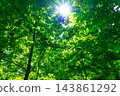 Fresh green and sunbeams 143861292