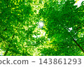 Fresh green and sunbeams 143861293