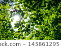 Fresh green and sunbeams 143861295