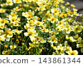 Winter Cosmos 143861344