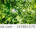 Fresh green and sunbeams 143861570