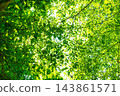 Fresh green and sunbeams 143861571