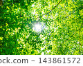 Fresh green and sunbeams 143861572
