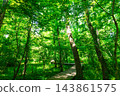 Forest hiking 143861575