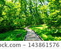 Forest hiking 143861576