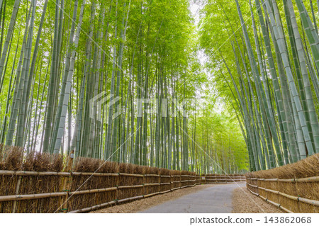 知多竹林(愛知縣知多市) 知多竹林(愛知縣知多市) 143862068
