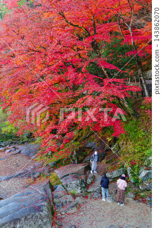 香嵐溪峽谷的秋葉(愛知縣豐田市朝助町) 香嵐溪峽谷的秋葉(愛知縣豐田市朝助町) 143862070