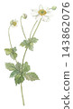 Japanese anemone painted in watercolor, white. 143862076