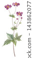 Japanese anemone painted in watercolor, pink 143862077