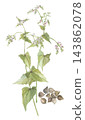 Watercolor painting of buckwheat flowers and grains 143862078