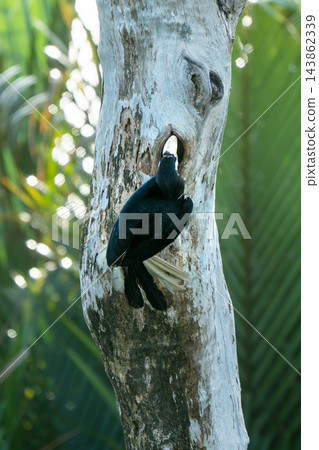 A majestic black hornbill, with its distinctive pale bill, peeks out from a natural nest cavity in a weathered tree trunk. Lush green tropical foliage and sunlit bokeh provide a vibrant background. 143862339