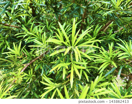 色彩斑斕的山茱萸 色彩斑斕的山茱萸 143862413
