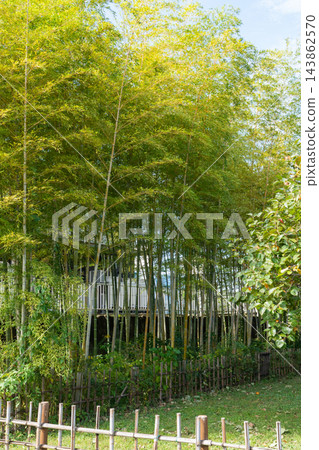 足立市都市農業公園的竹林 足立市都市農業公園的竹林 143862570