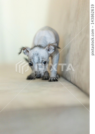 Xoloitzcuintli Xolo Mexican Hairless Dog puppy standing indoors, soft neutral background Xoloitzcuintli Xolo Mexican Hairless Dog puppy standing indoors, soft neutral background 143862619
