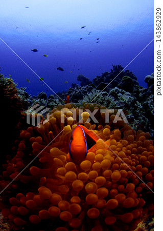 海葵和海葵 海葵和海葵 143862929