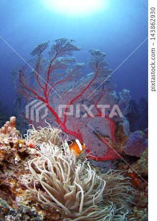 海葵和海葵 海葵和海葵 143862930