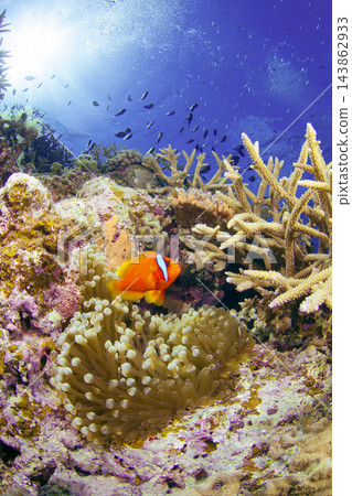 海葵和海葵 海葵和海葵 143862933