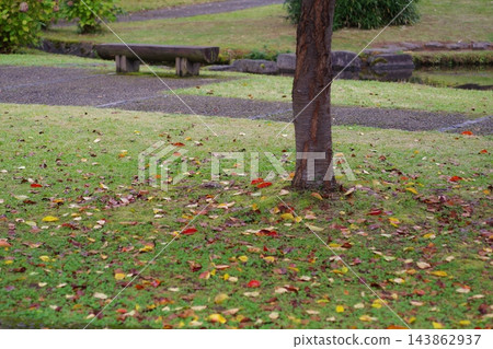 下落的葉子在秋天公園 下落的葉子在秋天公園 143862937