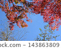 Momige colored with blue sky 143863809