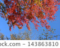 Momige colored with blue sky 143863810