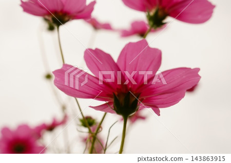 秋季波斯菊和騎行 秋季波斯菊和騎行 143863915