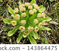 Butterbur sprouts blooming in a spring field 143864475