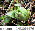 A bud of butterbur has bloomed among the spring wildflowers. 143864476