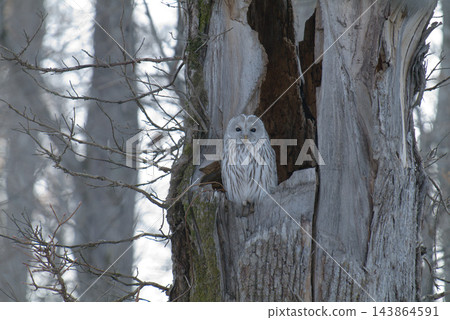 一隻烏拉爾貓頭鷹在白雪皚皚的森林裡一棵枯樹的樹洞中休息 [十一月] 143864591