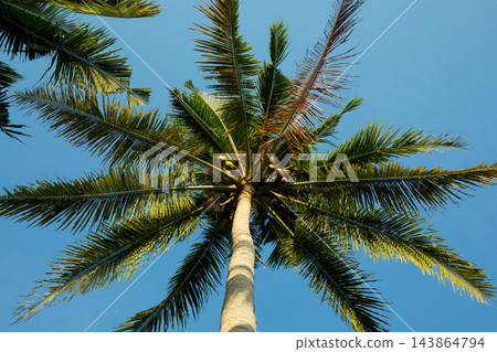 Coconut palm. Coconut palm reaches towards bright blue sky in sunny setting Coconut palm. Coconut palm reaches towards bright blue sky in sunny setting 143864794