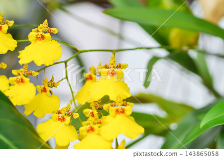 yellow oncidium orchid or yellow orchid flower or orchid yellow oncidium orchid or yellow orchid flower or orchid 143865058