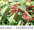 Close-up of Ilex rotunda berries basking in the sun. 143865258