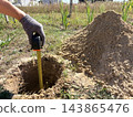 A man wearing work gloves measures the depth of a dug hole using a tape measure. 143865476