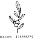 Symphoricarpos, commonly known as the snowberry, waxberry, or ghostberry. Deciduous shrub with white berries. Ink graphic. Hand painted outline illustration for wedding invitation, pack, card 143866275