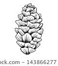 Fir trees pine cone line art. Ink graphic twig of conifers evergreen tree. Hand painted outline botanical illustration for Christmas greetings, cards, wallpapers, invitation 143866277