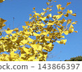 Ginkgo leaves bathed in sunlight and a blue sky 143866397
