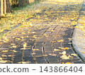 Ginkgo leaves that have fallen onto the walking path 143866404