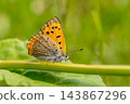 The small red butterfly (Lycaena phlaeas) adds color to early summer. 143867296