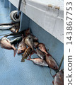 捕獲的魚被擺放在船上。 143867753