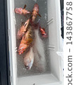 釣魚結果裝在一個裝滿冰的盒子裡 143867758