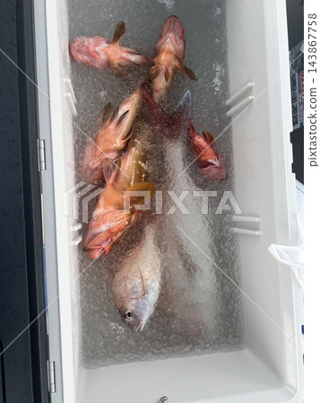 釣魚結果裝在一個裝滿冰的盒子裡 143867758