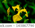 Yellow irises in early summer 143867790