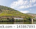 Terraced vineyards rising above the douro river in portugal 143867893