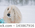 一隻白狗的臉被雪覆蓋了 143867916