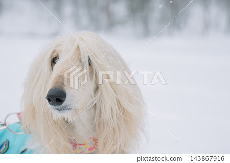 一隻白狗的臉被雪覆蓋了 一隻白狗的臉被雪覆蓋了 143867916