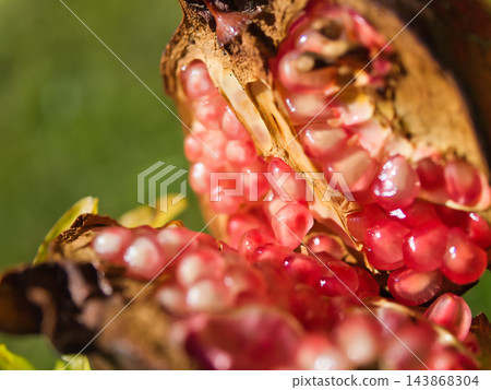 十月晴朗的秋日裡,石榴果實紅潤飽滿,美麗動人。 十月晴朗的秋日裡,石榴果實紅潤飽滿,美麗動人。 143868304