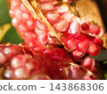 十月晴朗的秋日裡，石榴果實紅潤飽滿，美麗動人。 143868306