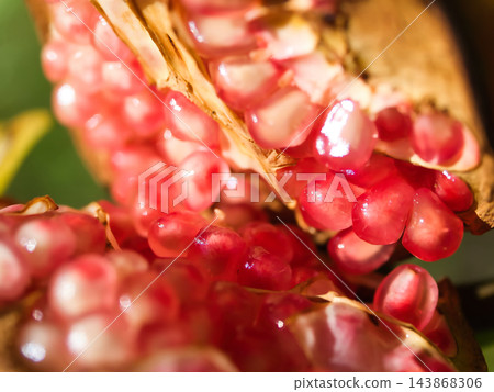 十月晴朗的秋日裡，石榴果實紅潤飽滿，美麗動人。 143868306